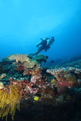Plakat Female Scuba Diver Tropical Coral Reef Underwater