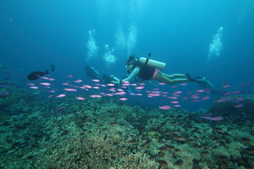 Fototapeta na wymiar Woman scuba diver in pink bikini with pink tropical fish