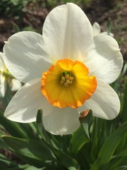 Fototapeta na wymiar Blossom garden flowers narcissus