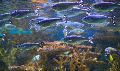 school of tropical fish in the coral reef