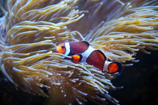 colorful clown fish in the coral reef