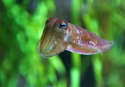 squid swimming underwater in the ocean