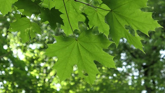 Green Young Blooming Maple Leaves