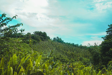 Naklejka premium Orchard and Farm in Sarawak Landscape