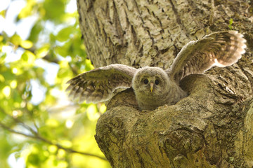 エゾフクロウの子供