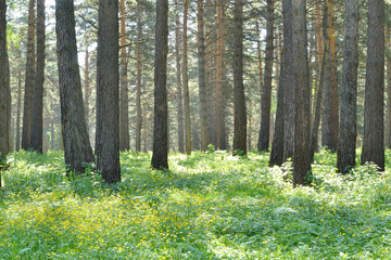Grass and flowers in a pine forest.  Lush grass carpet. Yellow flowers in green grass. Straight trunks of pines. Morning sunlight. © IrinaUljankina