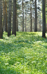 Glade in a pine forest. Vertical shot.
Thick green grass with yellow flowers. The trunks of pine trees are in the background.