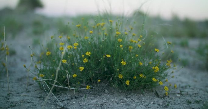 Desert flowers in Ciudad Juarez Chihuahua. 