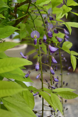 鉢植えの藤