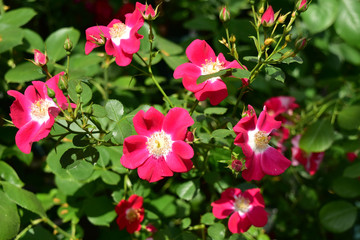 ピンクの一重のバラ