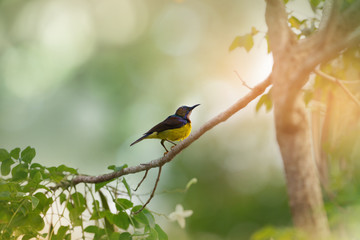 Beautiful bird perching on branch in sunny day, over the shoulder shot.Brown-throated Sunbird male mature in moulting season perching alone on indian cork tree in natural wildlife.