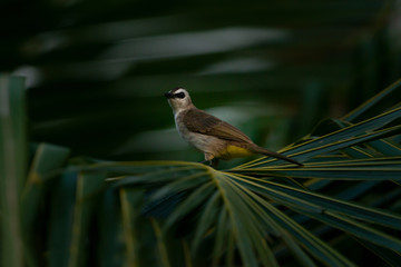 Bird in nature, over the shoulder shot..Yellow vented bulbul bird perching on coconut leaf looking toward a camera .