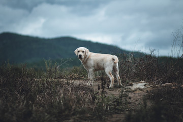 Obraz na płótnie Canvas the dog Labrador Retriever Four months in the outdoor 
