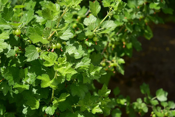 グズベリーの青い実