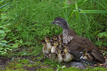 オシドリの家族