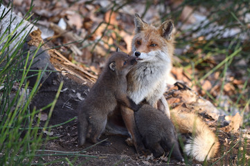 キタキツネの親子