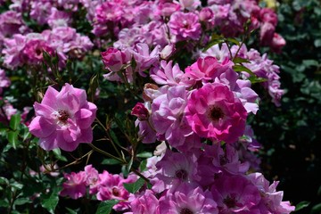 Obraz premium 薔薇