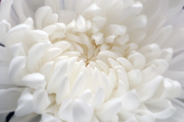 Closeup of white chrysant flower (chrysanthemum) beautiful white petals natural background.