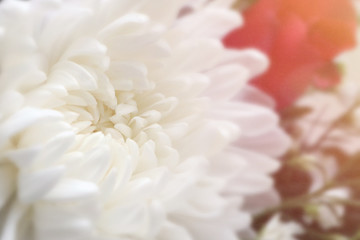 Closeup of white chrysant flower (chrysanthemum) beautiful white petals natural background with soft beautiful sunlight flare.