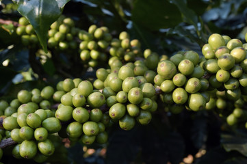 Green coffee beans on stem