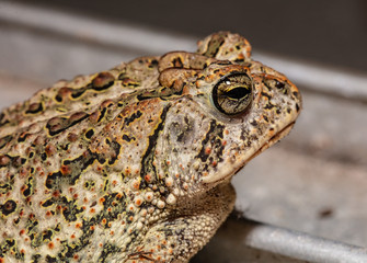 toad gets a close up head shot