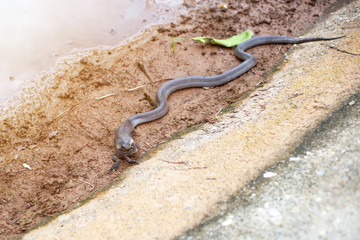 Brown spitting cobra eating toad or frog in wetland. Dangerous animal and poisonous snake species in countryside.
