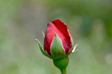 Rose bud beauty