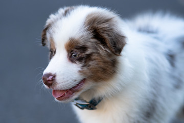 Cute Australian Shepherd