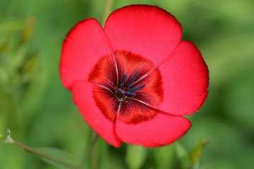 Obraz premium Red poppy flower