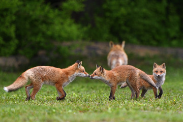 キタキツネの家族