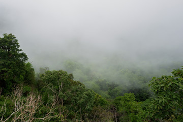 Mist at tropical rain forest and mountains