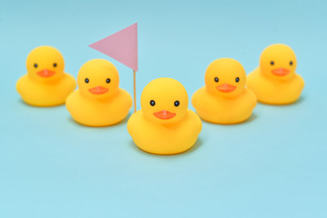 Leadership concept, rubber ducks following the leader