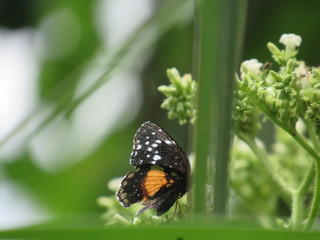 Mariposas de panama 