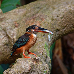 Blue-banded Kingfisher Bird