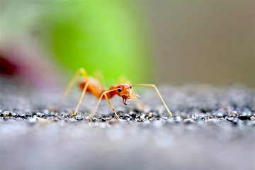 Closeup red ant with blurred light background 