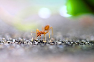 Closeup red ant with blurred light background 