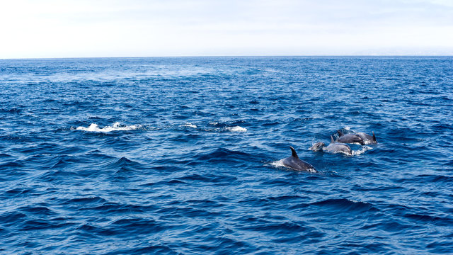 Dolphins near Ventura coast, California