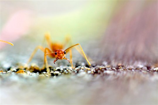 Closeup red ant with blurred light background 