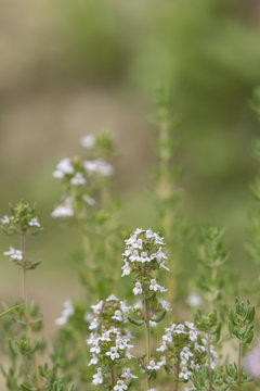 White flowers of rosemary in the garden.