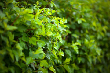 background of green leaves