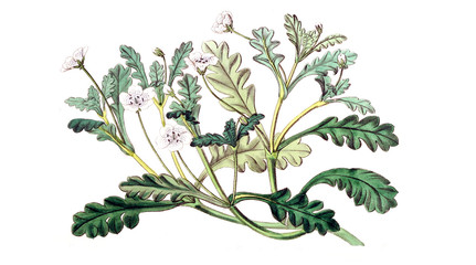 Illustration of plant