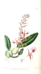 Illustration of plant