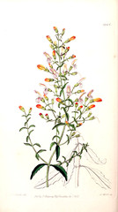 Illustration of plant