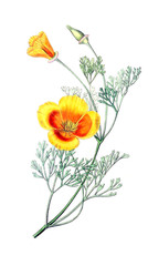 Illustration of plant