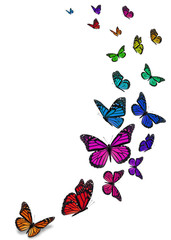 Obraz na płótnie Canvas Beautiful monarch butterfly