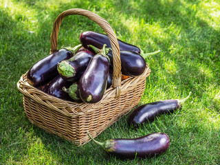 Aubergines or eggplants in wicker basket on the grass.