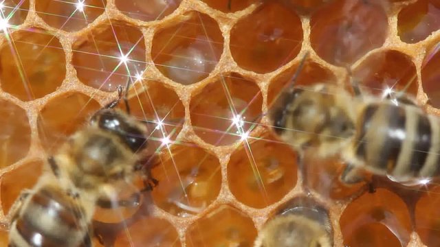 Bees transform nectar into honey and ventilate their home.