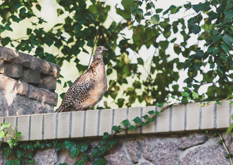 Female pheasant sits on stone fence