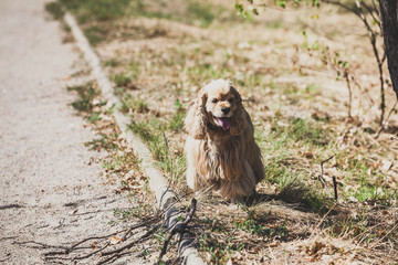 American cocker spaniel for  walk in autumn park
