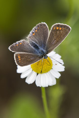 Female butterfly blue on a flower butterfly chamomile.